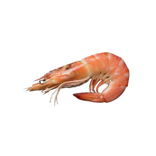 shrimp.png