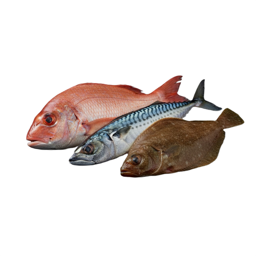fish.png