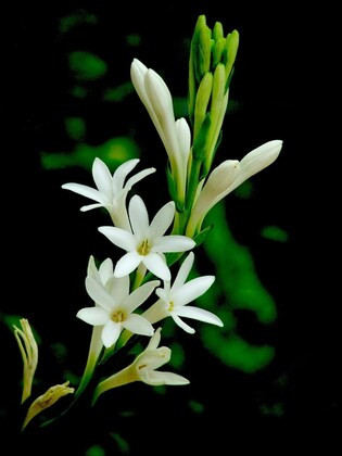 paryavaraan rajnigandha tube rose flower bulbs for all season pack of 5 product images orvsrxjd3do p.jpg