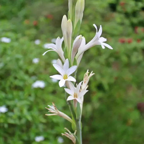 Rajanigandha White SinglePetalBulb Packof2.webp