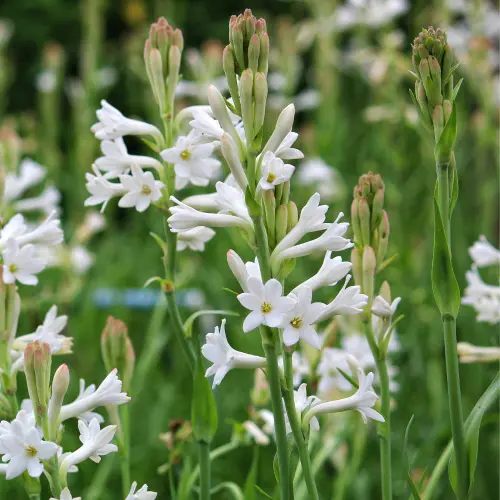 Tuberose.webp