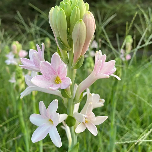pink tuberose.jpg