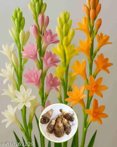 udgkx 512.webp