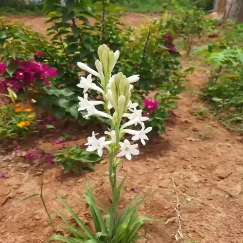 tuberose flower grass plant 007 01 click to buy original imag5pu6d7gqs6ya resized 66dc6ffd75ba1.webp