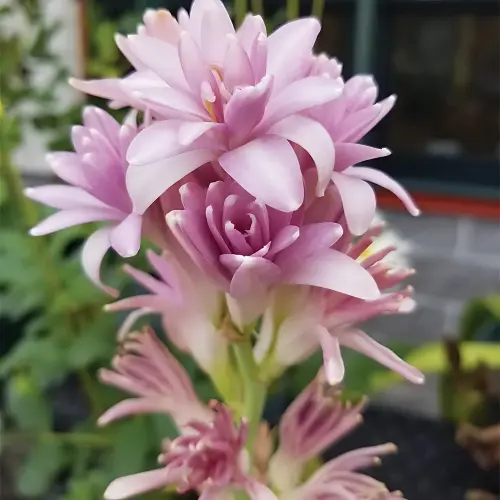 Rajanigandha Pink Double.webp