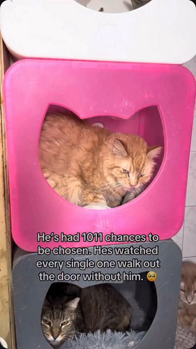 y4SHGHDIsTkSedRb.jpg