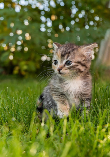cat 1770899989 7259334.jpg