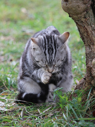 cat 1770899988 6761191.jpg