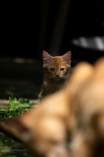 cat 1770899988 8384542.jpg