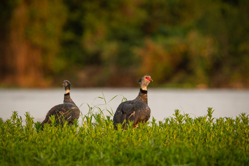Goose Hunting Colorado.jpg