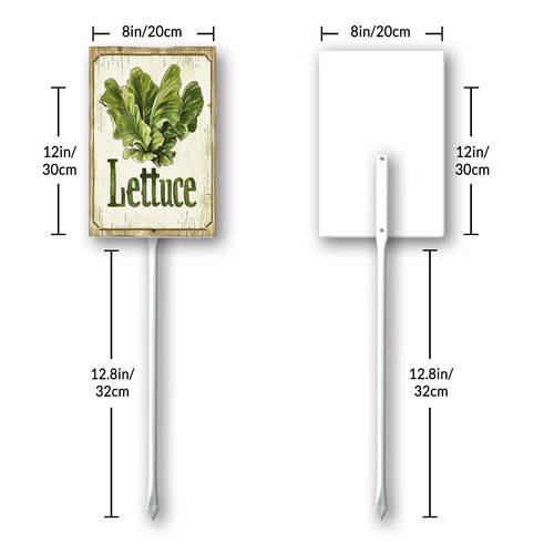 Lettuce20240607 001 8.jpg