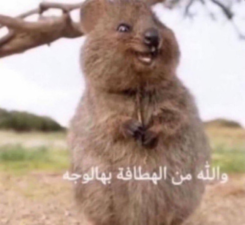 HA8SgazaAAAM54v.jpg