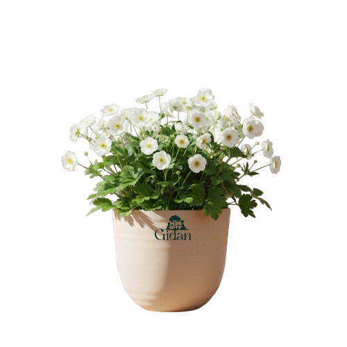 Untitled design 2025 11 18T152025.916 removebg preview.png