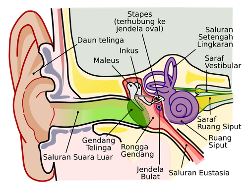 Anatomy of the Human Ear id.svg.2
