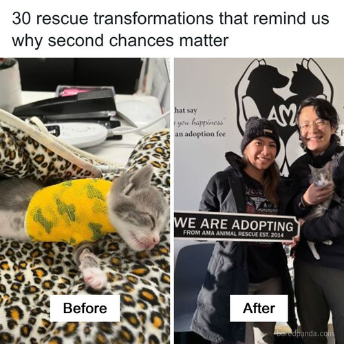heartwarming before after photos resued pets amaanimalrescue.jpg