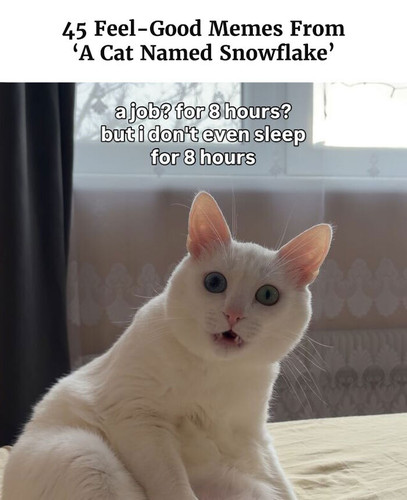 memes cat named snowflake.jpg