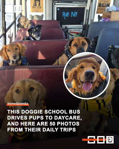 bus for dogs ruff.jpg