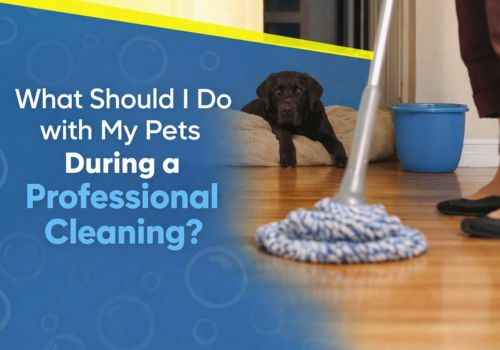 What to Do With Pets During a Professional Cleaning.jpg