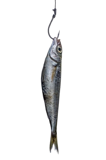 image 2026 02 12 111542677.png