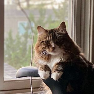cat1.jpg