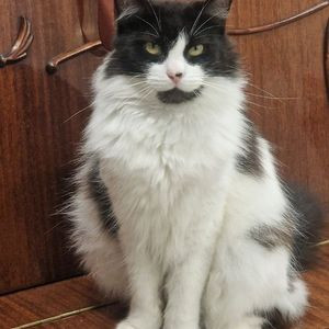 cat2.jpg