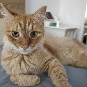 cat3.jpg