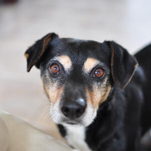 dog1.jpg