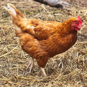 chicken.jpg