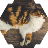 calico cat.png
