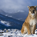 cougar