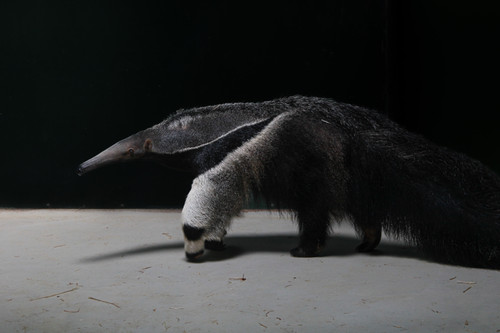 anteater.jpg