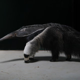 anteater
