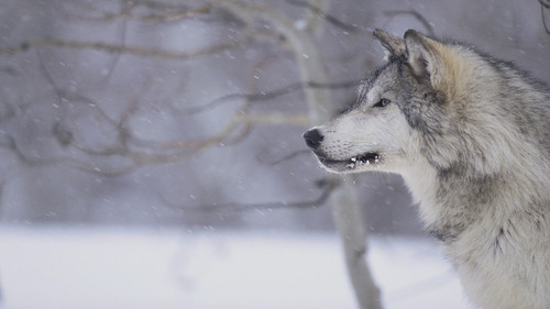 wolf.jpg