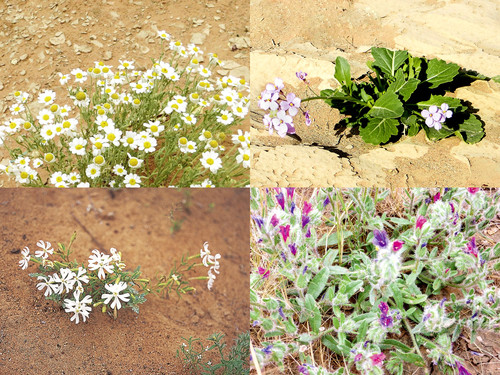 ' Glorified is The All-Mighty Creator '.jpg