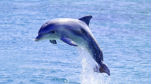 bottlenose dolphin iStock.jpg