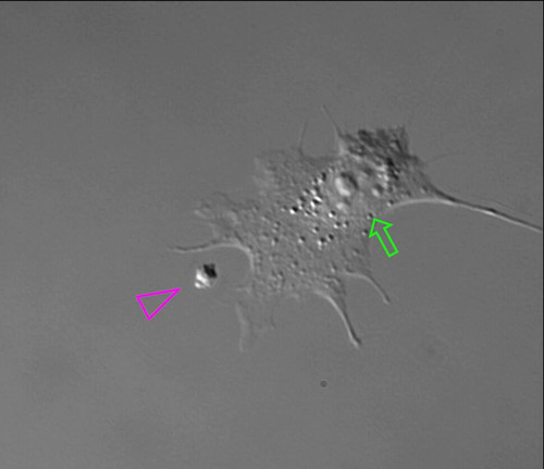 oifwHV87Mkom j9R.jpg