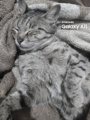 Sleep cat home.jpg