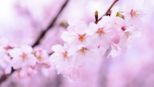 cherry blossom cherry flowers spring pink flowers pink 3840x2160 1216.jpg