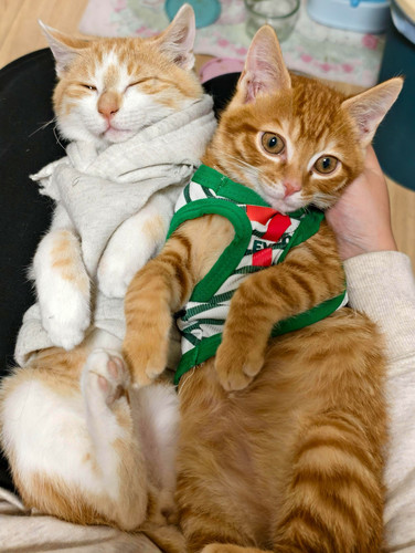 646822820 1480760716942998 307176117665182875 n.jpg