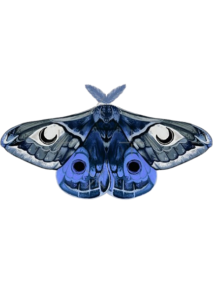 moth.png
