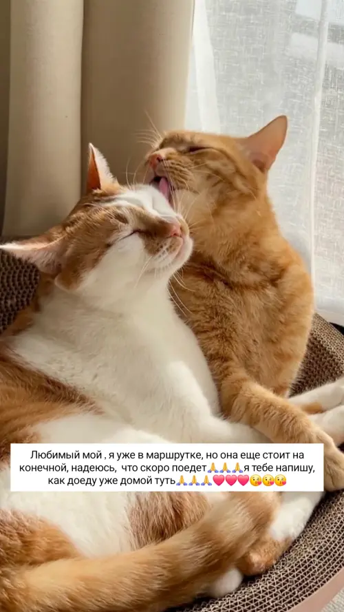 IMG 20260309 215907 296.webp