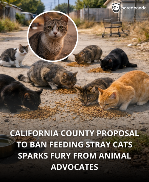195. California bans feeding stray cats, sparks outpouring of fury from pet lovers – ‘feeding is ess.png