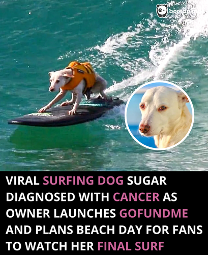 186. surfing dog Sugar diagnosed with cancer, gofundme launched.png