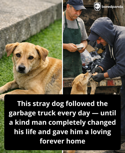 This Stray Dog Followed the Garbage Truck Every Day — Until One Kind Man Completely Changed His Life.png