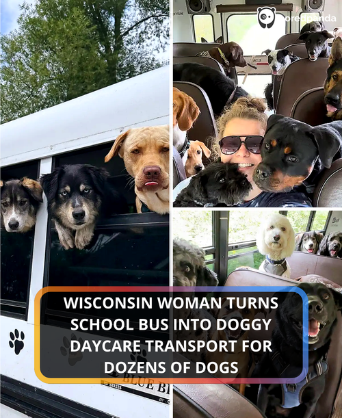 164. Dog daycare bus.png