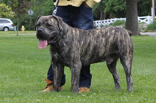 Brindle Boerboel 5.jpg