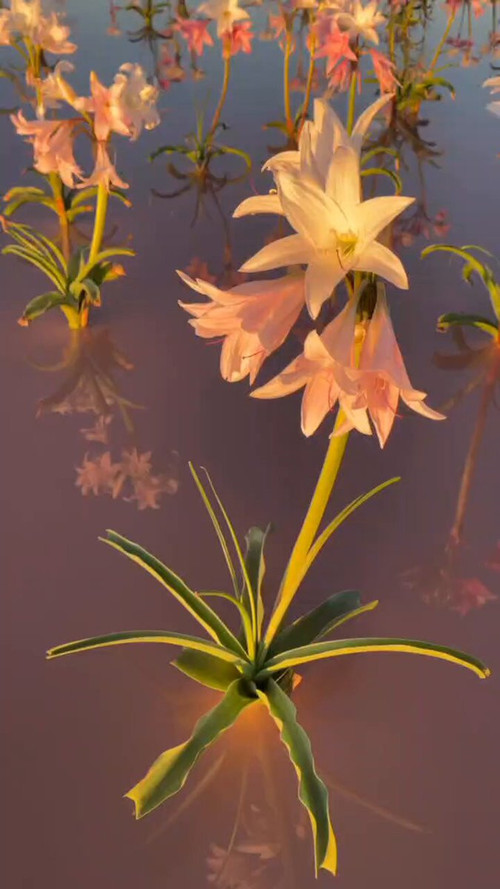 kwbv8tgdx0YwO lb.jpg