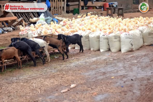 647138583 1252922363696079 1237762085235393644 n.jpg?stp=dst jpg s590x590 tt6& nc cat=102&ccb=1 7& n.jpg