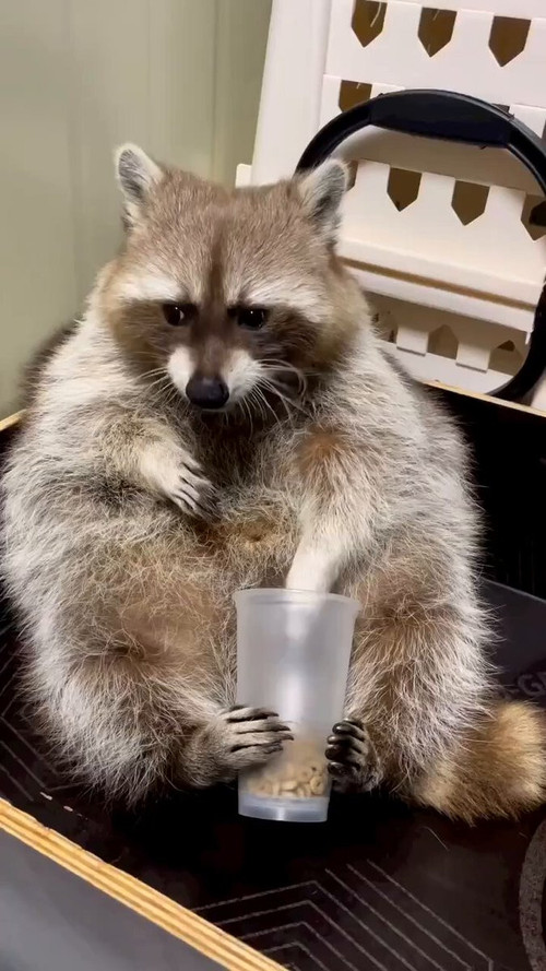 oPJ3ZNp0sYLlan2 .jpg