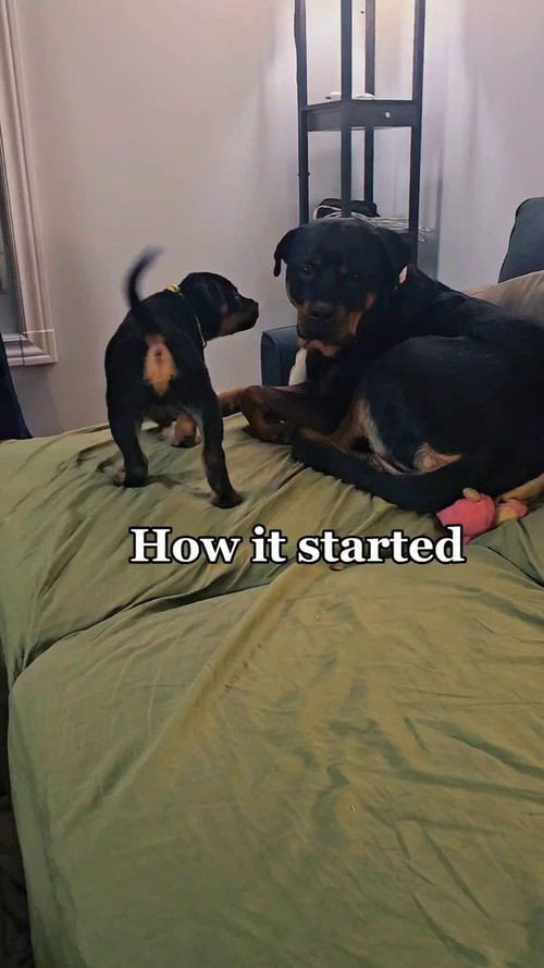 nTQhixnog dMrNiG.jpg